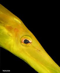 Trumpet Fish, night dive at Kapalai house reef. Olympus C... by Mohd Murtaza 